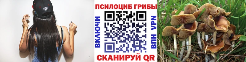 Псилоцибиновые грибы Cubensis  Купить закладки  Солигалич 